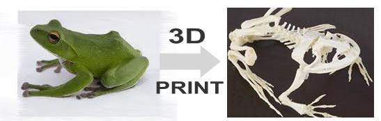 骨格・標本3Dプリント